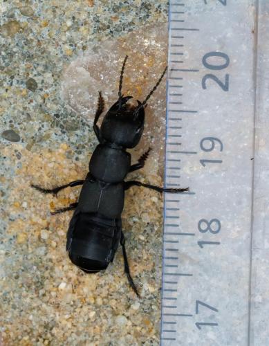 Réf. 324 474 : Ocypus olens