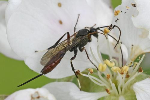 Cryptinae