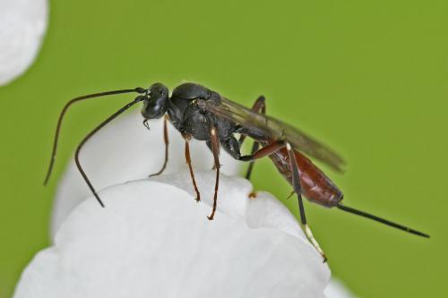 Cryptinae