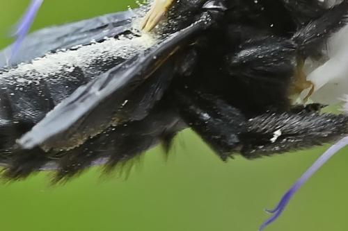 Réf. 324 957 : Xylocopa violacea