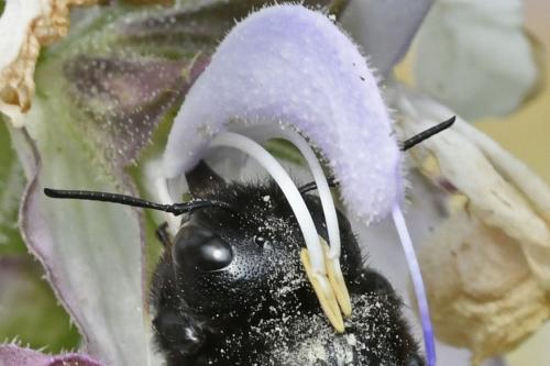 Réf. 324 956 : Xylocopa violacea