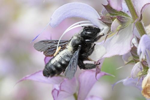 Réf. 324 835 : Xylocopa violacea