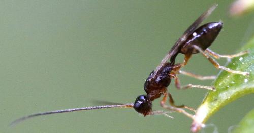 Spathius sp.