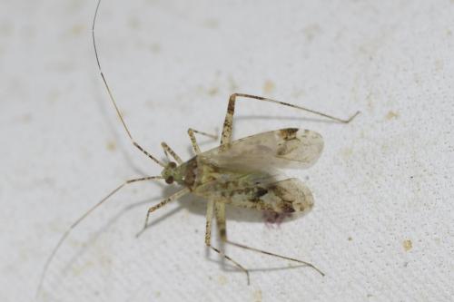 Phytocoris sp.