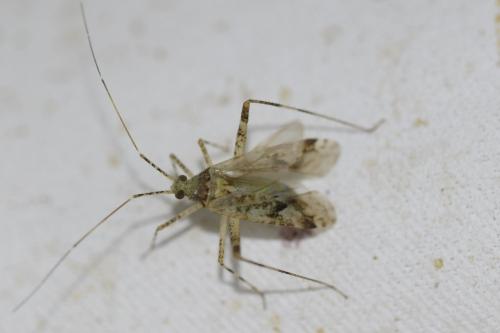 Phytocoris sp.