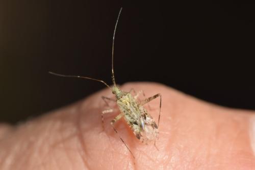 Phytocoris sp.