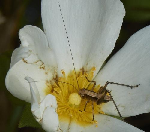 Réf. 324 624 : Tettigoniinae inconnu