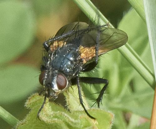 Zophomyia temula