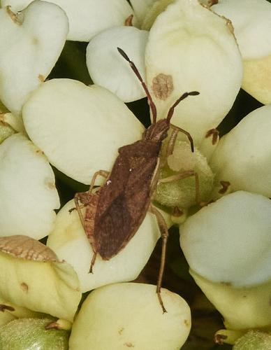 Ceraleptus lividus
