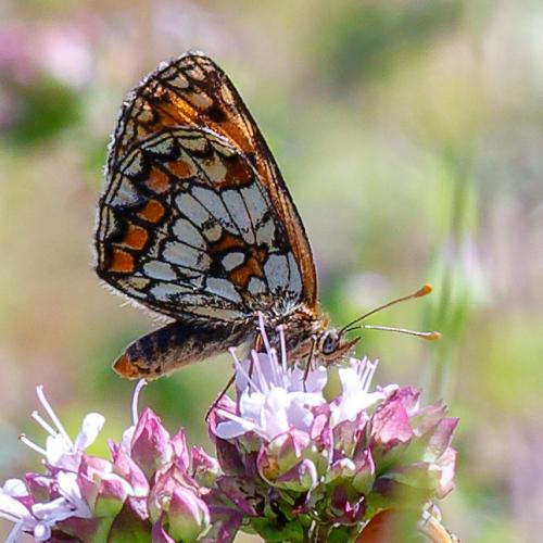 Réf. 324 951 : Melitaea athalia