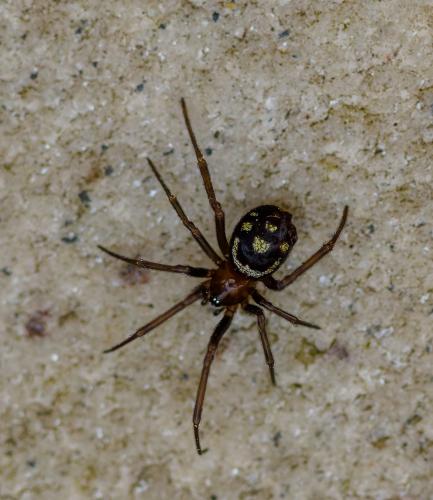 Steatoda grossa