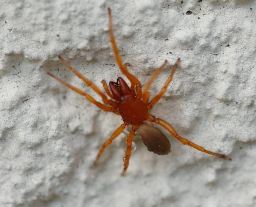 Réf. 324 388 : Dysdera crocata