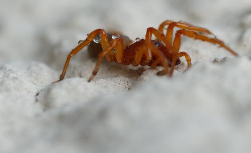 Dysdera crocata