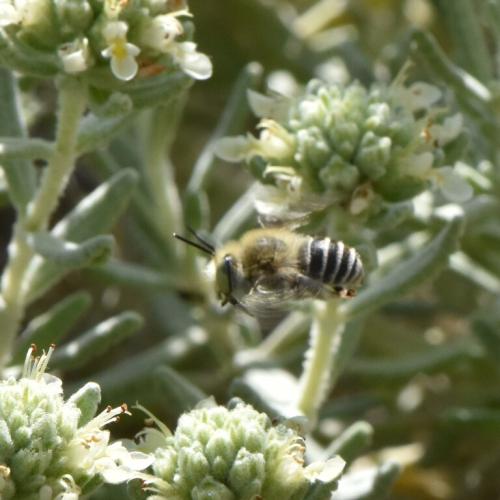 Réf. 324 339 : Anthophora bimaculata