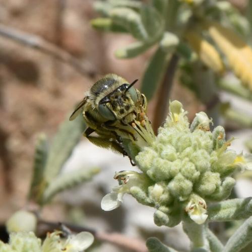 Réf. 324 341 : Anthophora bimaculata