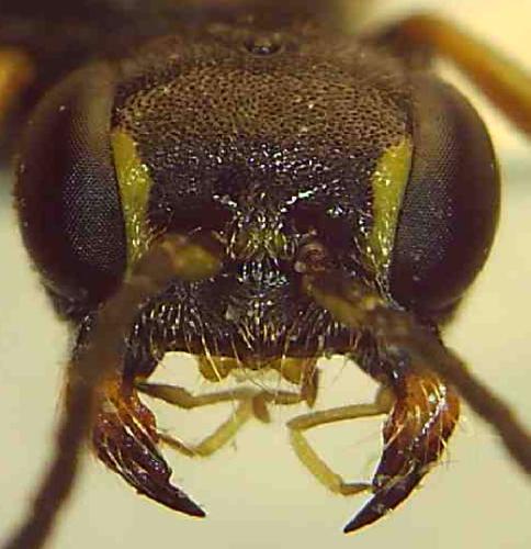 Réf. 324 507 : Alysson costai