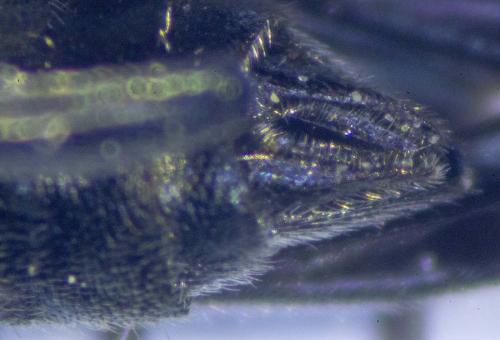 Oedemera sp.