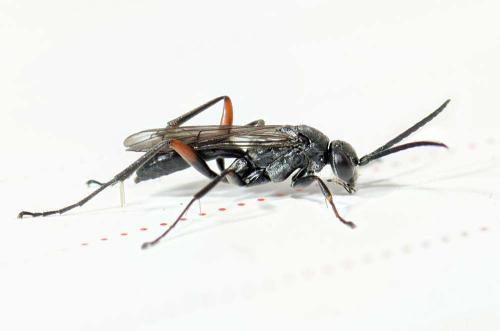 Réf. 324 094 : Caliadurgus fasciatellus