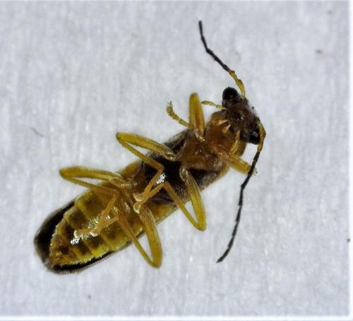 Malthinus seriepunctatus