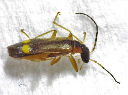 Malthinus seriepunctatus
