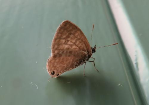 Réf. 324 193 : Leptotes pirithous