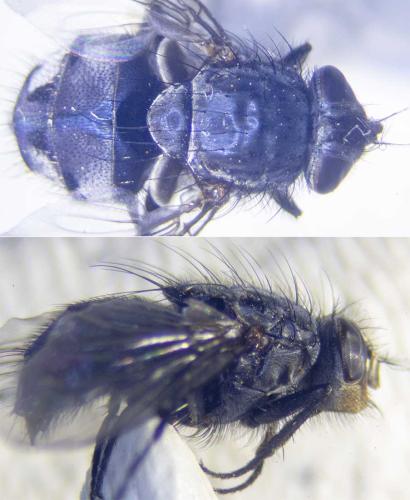 Calliphora vicina