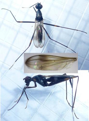 Rainieria calceata