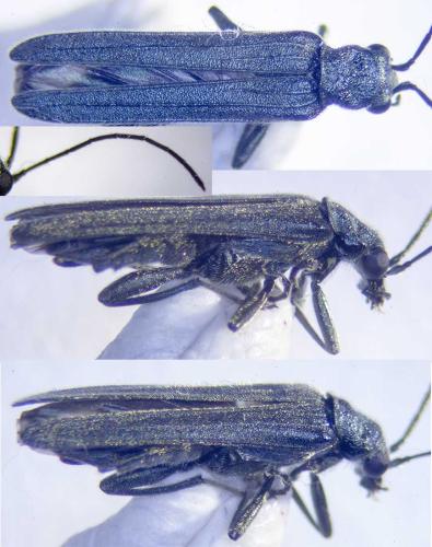 Réf. 324 096 : Oedemera sp.