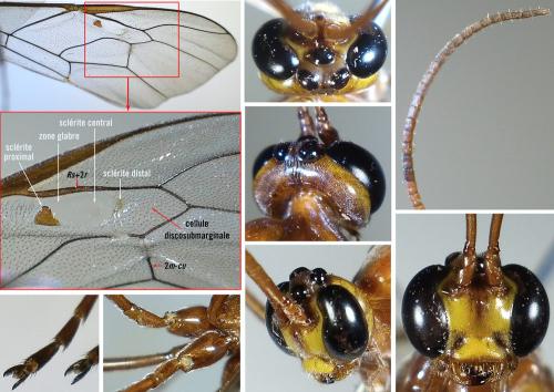 Réf. 324 855 : Enicospilus sp.