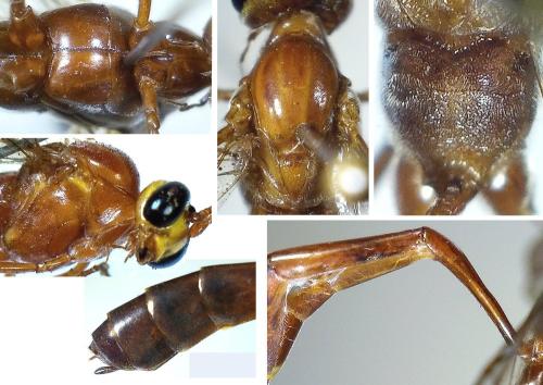 Réf. 324 856 : Enicospilus sp.