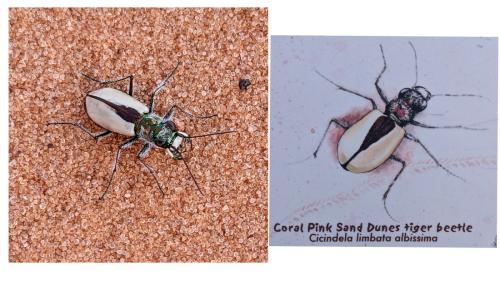 Cicindela albissima
