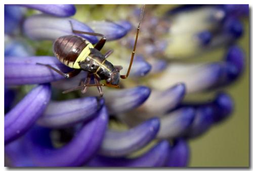 Réf. 324 410 : Calocoris roseomaculatus