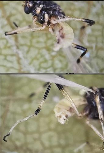 Probezzia seminigra