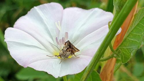 Réf. 324 900 : Acontia trabealis