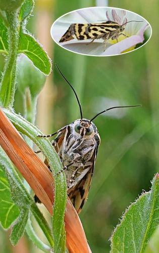 Réf. 324 898 : Acontia trabealis