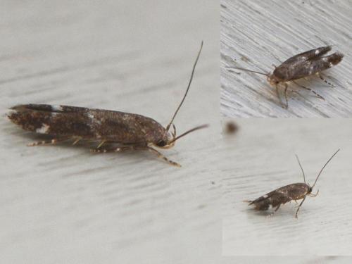 Mompha sp.