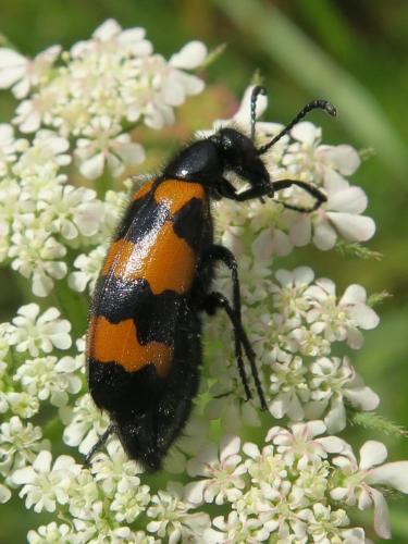 Réf. 324 645 : Mylabris variabilis
