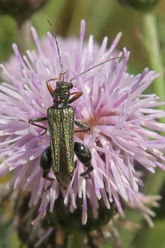 Oedemera flavipes