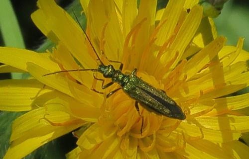 Oedemera nobilis