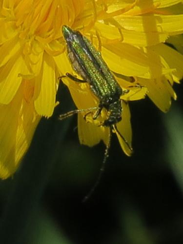 Oedemera nobilis