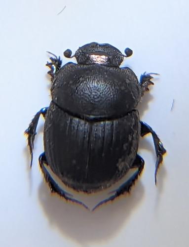 Réf. 324 500 : Onthophagus sp.