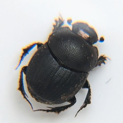 Réf. 324 510 : Onthophagus sp.