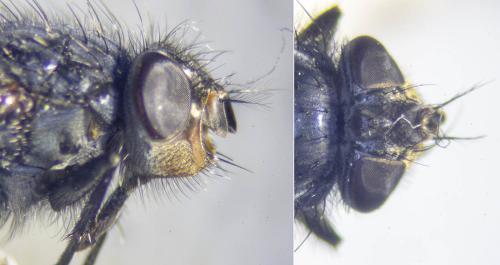 Calliphora vicina