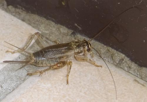 Eumodicogryllus bordigalensis bordigalensis