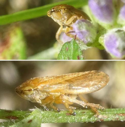 Réf. 324 414 : Aphrophorinae inconnu