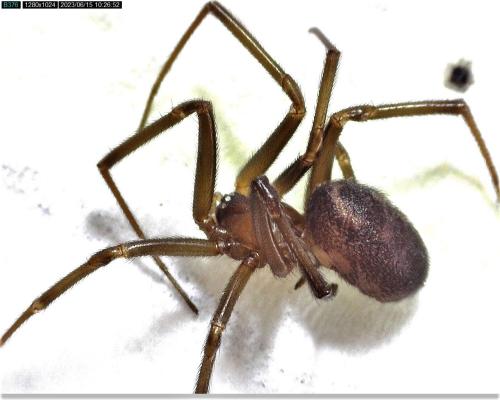 Réf. 324 706 : Steatoda nobilis
