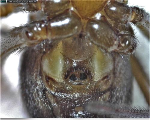 Réf. 324 707 : Steatoda nobilis