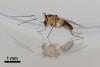 324363 – Photo : Arthropa - Benoit Martha – France (71)