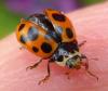 324684 – Photo : Cyril Coursier – France (05)