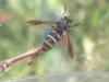 324167 – Photo : Mathieu Junger – France (55)